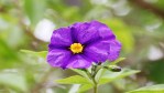 gentian-bush