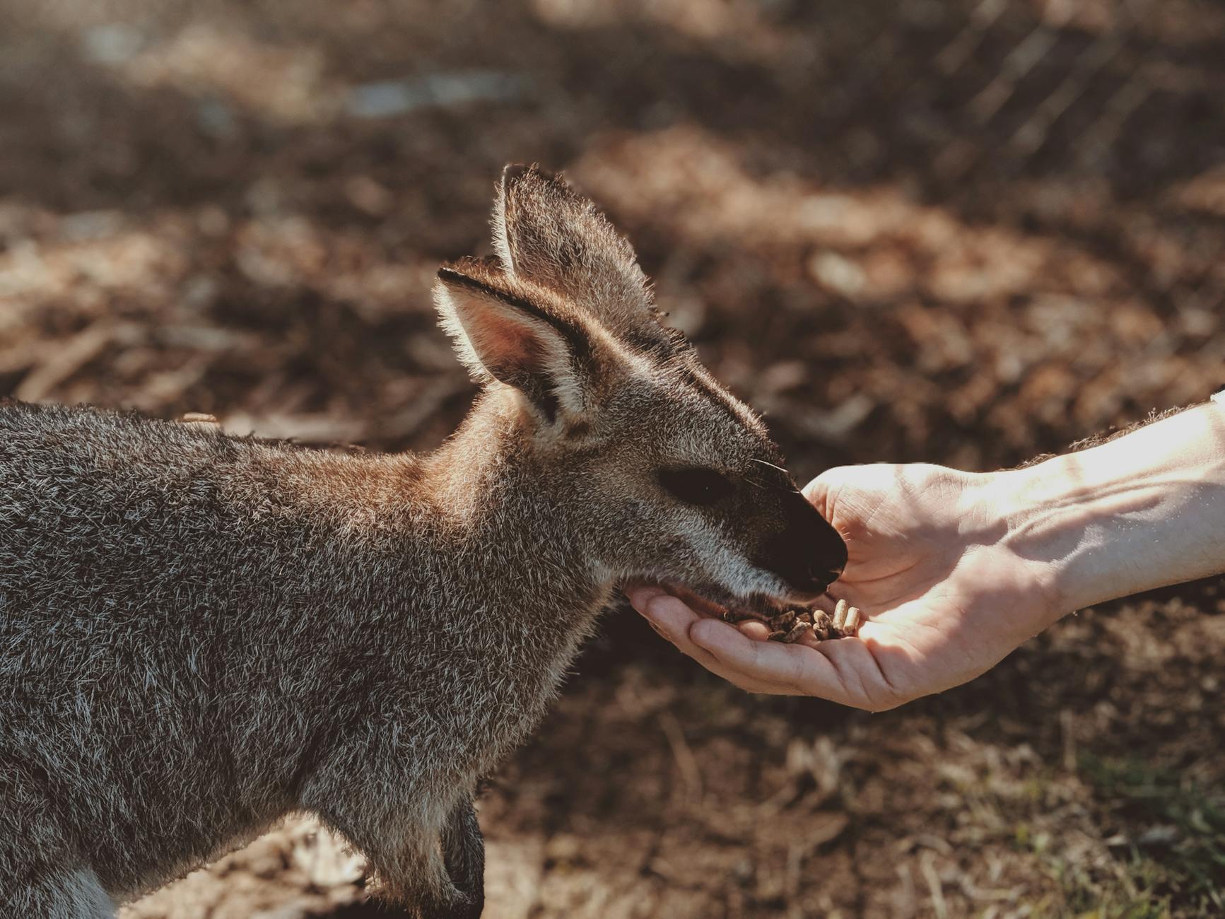 photo of gray wallaby